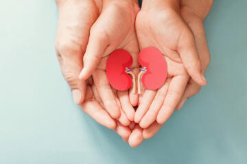 Two sets of hands holding image depicting kidneys